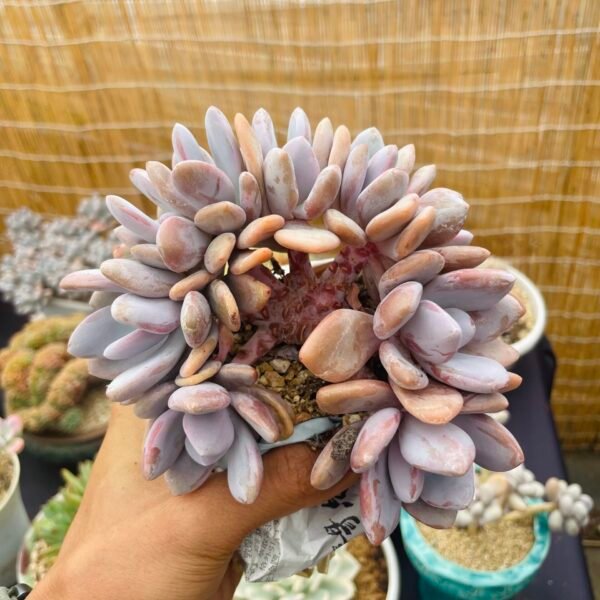 Echeveria ‘Pink Bunny Crest’