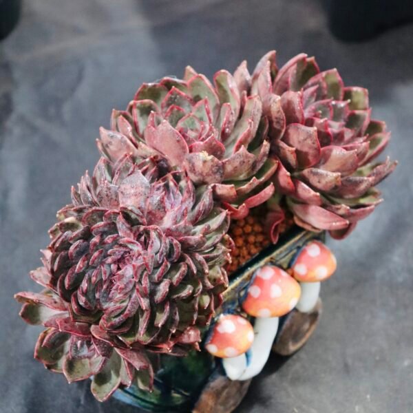 Echeveria ‘Blueberry Cristata’