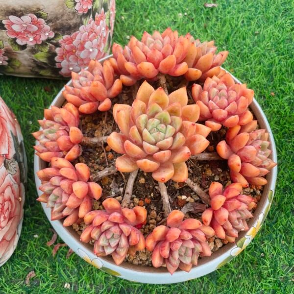 Echeveria ‘Hybrid’