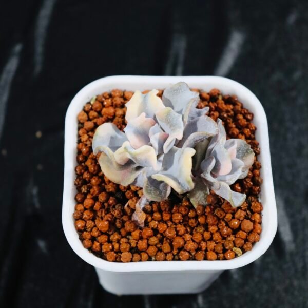 Echeveria ‘White Dumpling Skin Variegata’