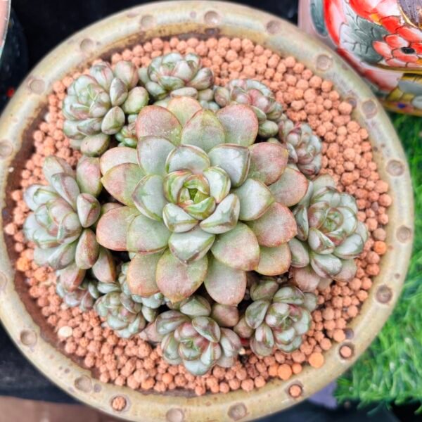 Echeveria ‘Grape’