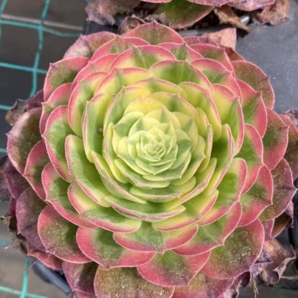 018. Aeonium ‘Aquaman’