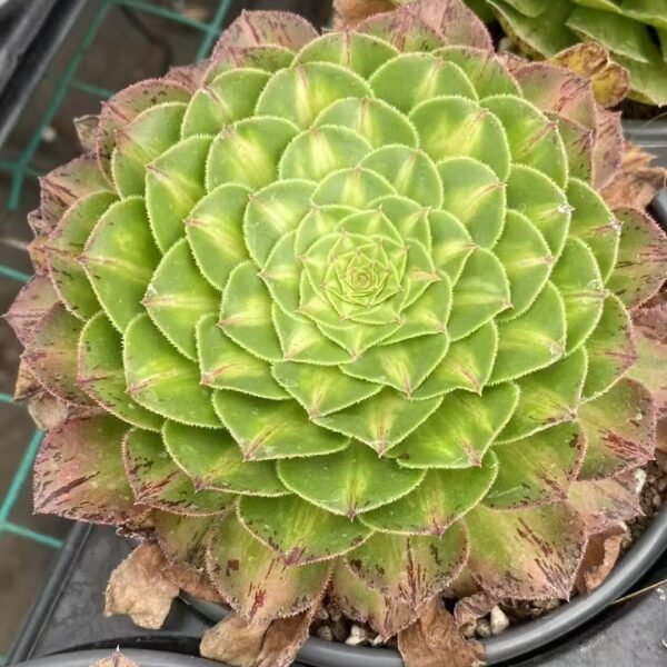022. Aeonium ‘Do You Know’