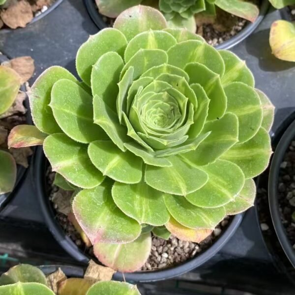 023. Aeonium ‘Emerald Glaze’