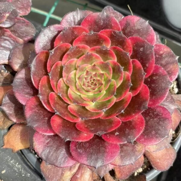 002. Aeonium ‘Fireworks’