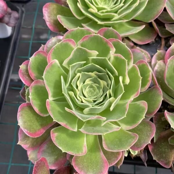 025. Aeonium ‘Moon Cicada’