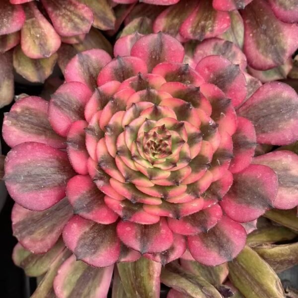 013. Aeonium ‘Pink Belle’