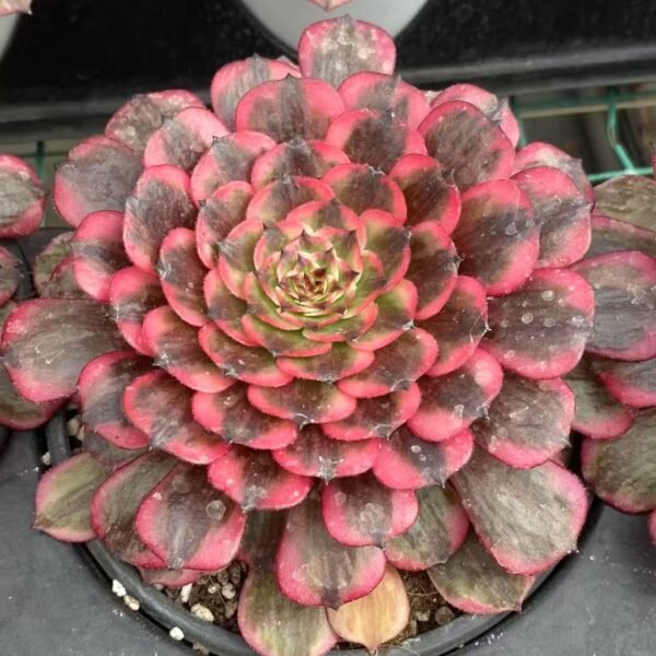 013. Aeonium ‘Pink Moonlight’