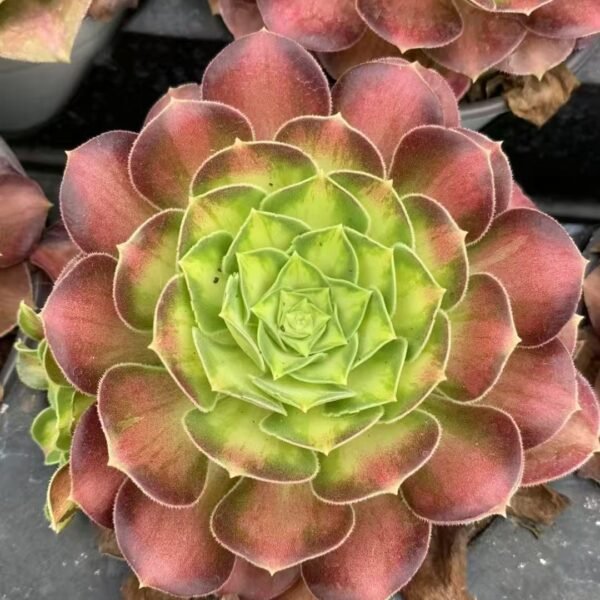 012. Aeonium ‘Prime Bloom’