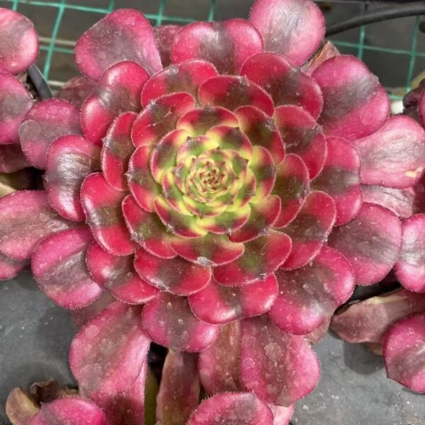 021. Aeonium ‘Rain Agate’