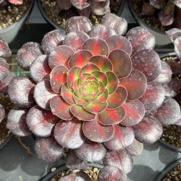 016. Aeonium ‘Sunset Glow’