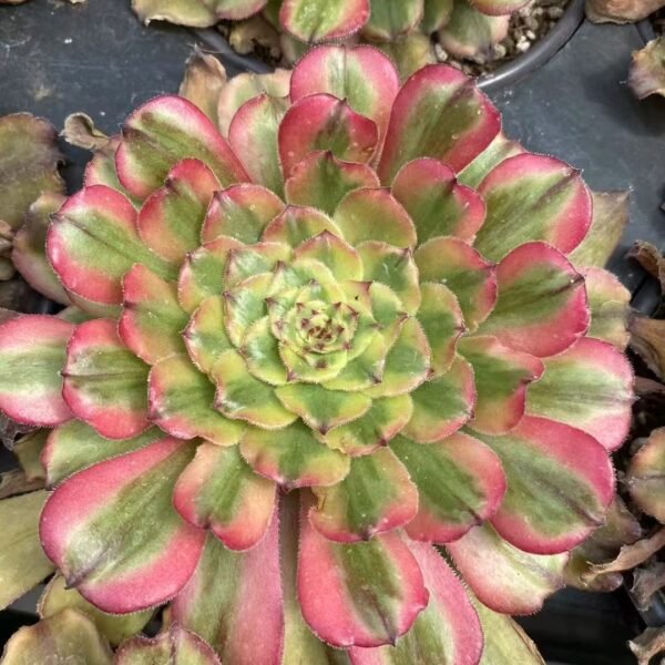 023. Aeonium ‘Tsar’