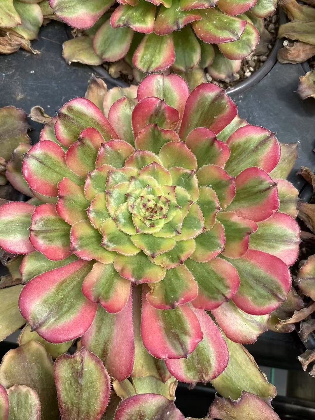 Aeonium20Tsar11.jpg