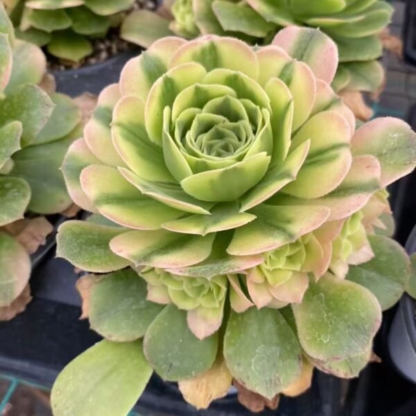 006. Aeonium ‘Zinnia’