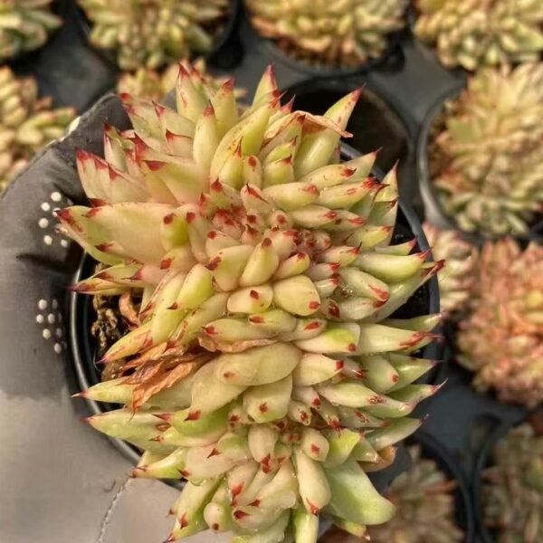 023. Echeveria ‘Aikehun Variegata Cristata’