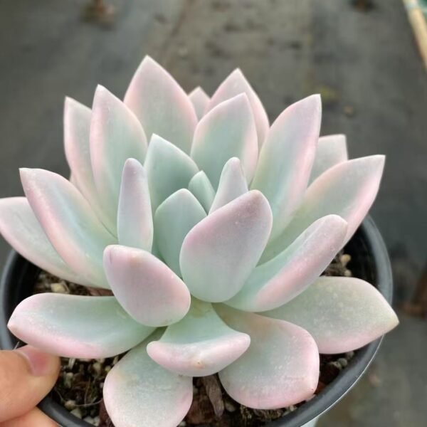 014. Echeveria ‘Aopu Variegata’