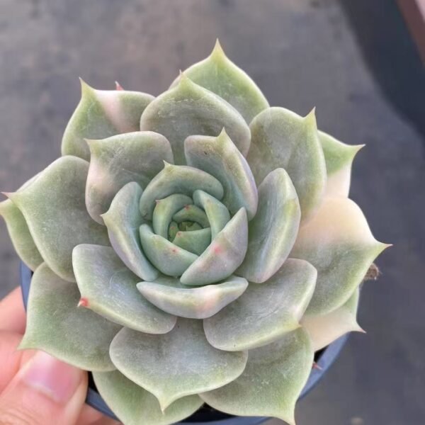 030. Echeveria ‘Baikal Lake Variegata’