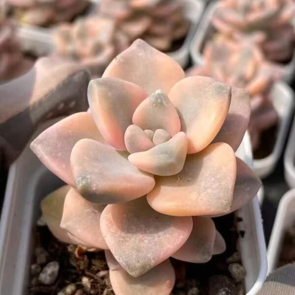 044. Echeveria ‘Beautiful Apricot Variegata’