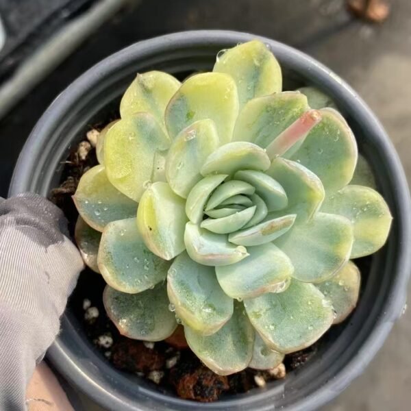 043. Echeveria ‘Berry Variegata’