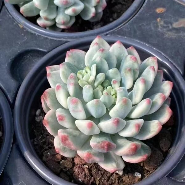 002. Echeveria ‘Blue Apple Variegata’