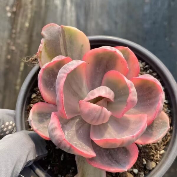 020. Echeveria ‘Blue Rose Variegata’