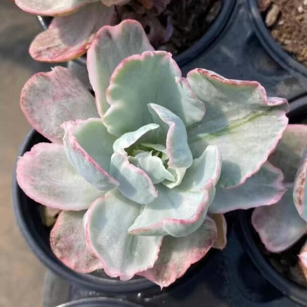 017. Echeveria ‘Flying Cloud Variegata’