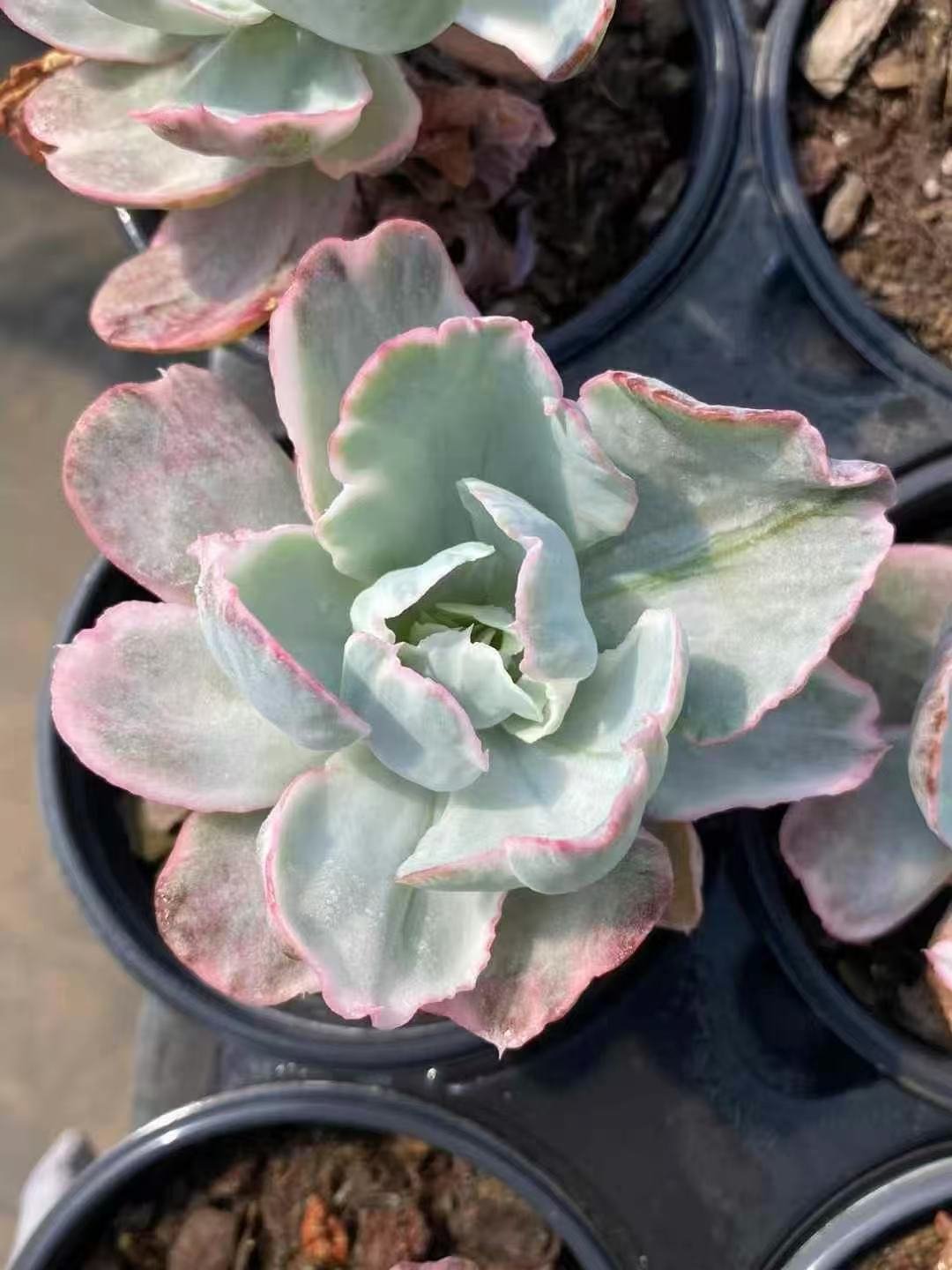 Echeveria20Flying20Cloud20Variegata24.jpg