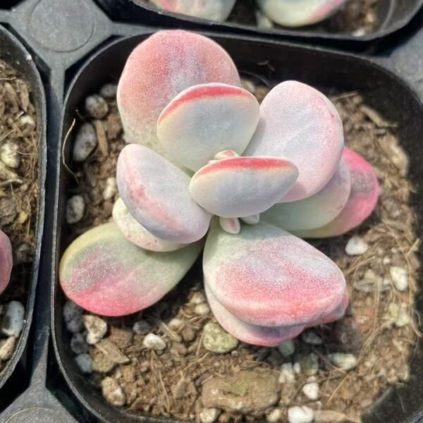 040. Echeveria ‘Fugui Niang Variegata’