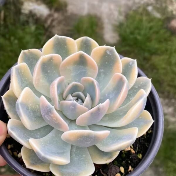 011. Echeveria ‘Hamburg Variegata’
