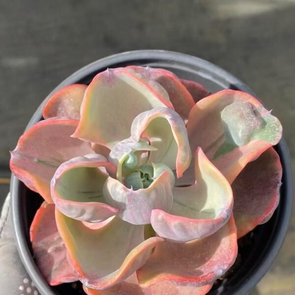 031. Echeveria ‘Heart Moon Variegata’