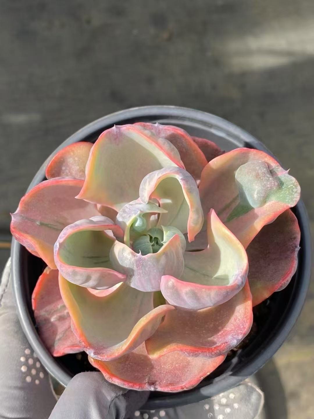Echeveria20Heart20Moon20Variegata3.jpg