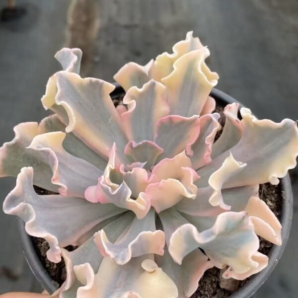 007. Echeveria ‘Liberia Variegata’