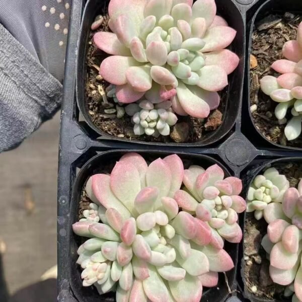 012. Echeveria ‘Little Red Egg Variegata’