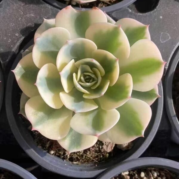 003. Echeveria ‘Lola Variegata’