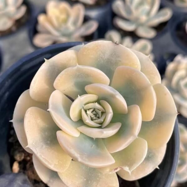 039. Echeveria ‘Lushi Variegata’