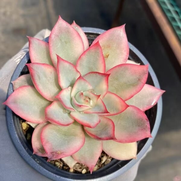 026. Echeveria ‘Moon Goddess Variegata’