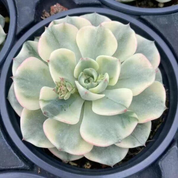 010. Echeveria ‘Nana Hook Variegata’