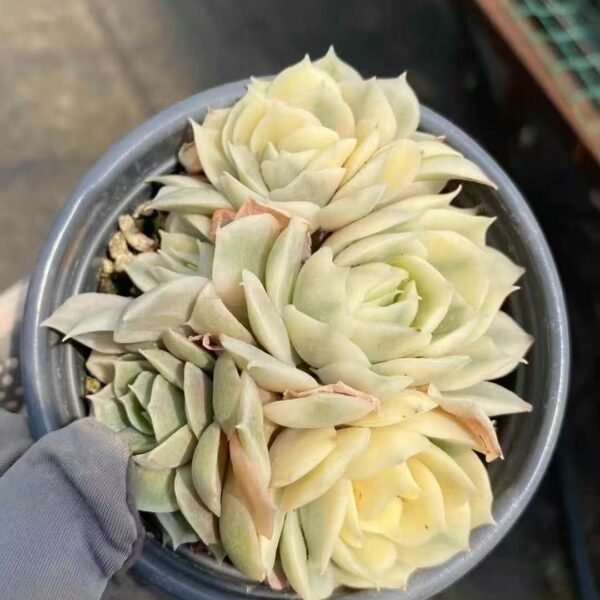 032. Echeveria ‘Onslow Variegata’