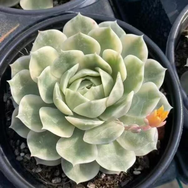 020. Echeveria ‘Onslow Variegata’