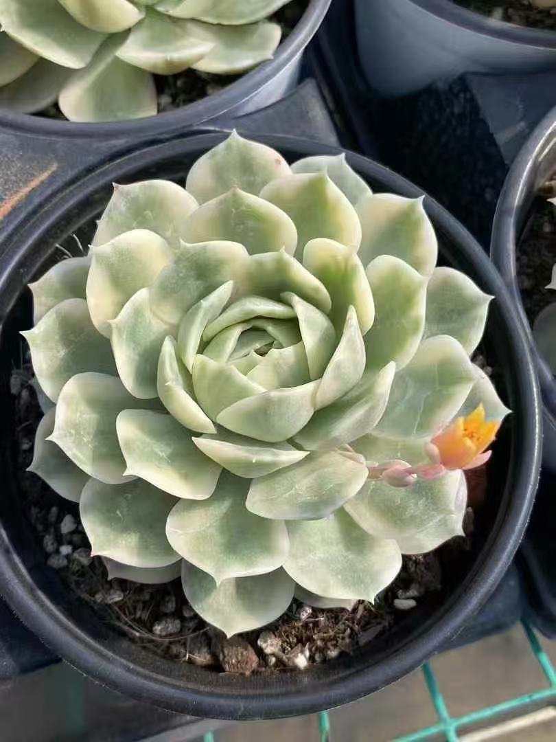 Echeveria20Onslow20Variegata31.jpg