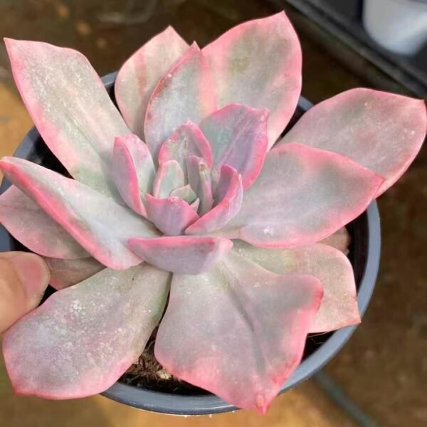 009. Echeveria ‘Pink Harry Variegata’