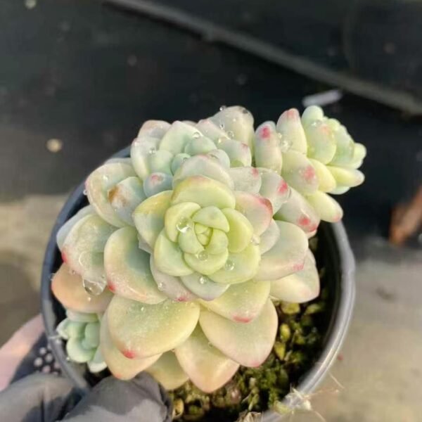 034. Echeveria ‘Raul Variegata’