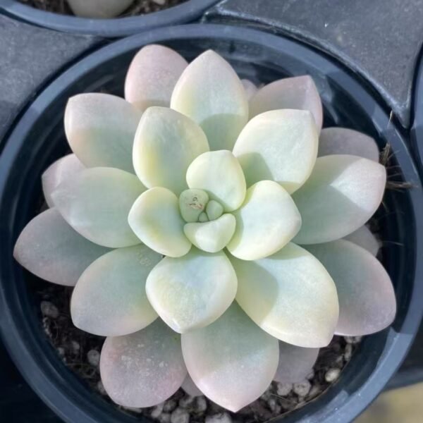 008. Echeveria ‘Roselle Variegata’