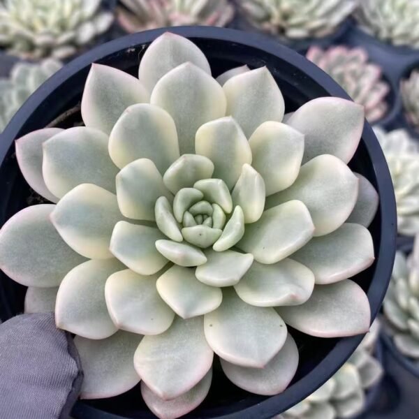 015. Echeveria ‘Ruby Variegata’