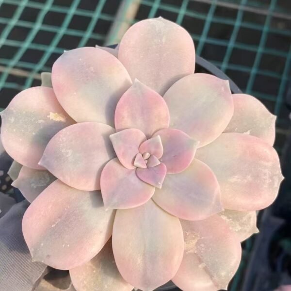 005. Echeveria ‘Splendid Offset Variegata’