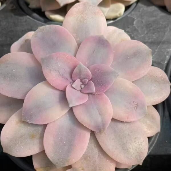 036. Echeveria ‘Splendid Pinwheel Variegata’