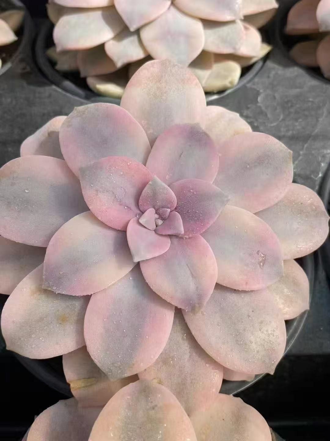 Echeveria20Splendid20Pinwheel20Variegata35.jpg