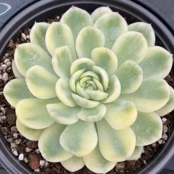 008. Echeveria ‘Strawberry Ice Variegata’