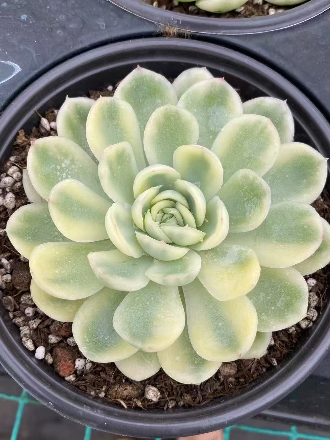 Echeveria20Strawberry20Ice20Variegata10.jpg