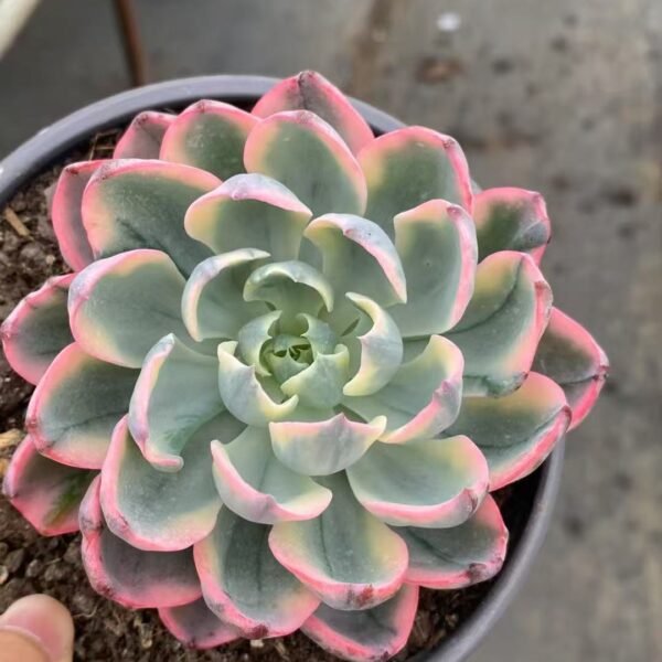 036. Echeveria ‘Tearless Variegata’